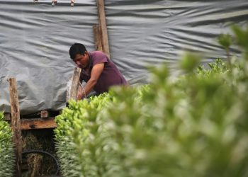 El 80% de los ranchos agrícolas incumplen con normas laborales