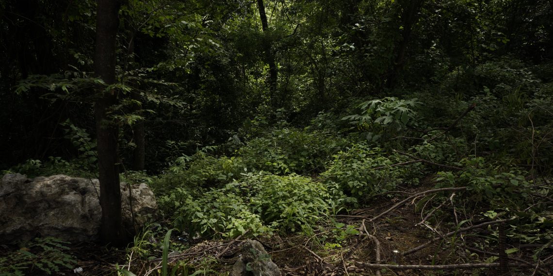 El Soconusco pierde 30% de árboles por tala ilegal