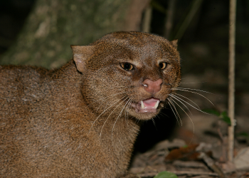Matan a un jaguarundi tras confundirlo con “ser maligno”