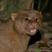 Matan a un jaguarundi tras confundirlo con “ser maligno”