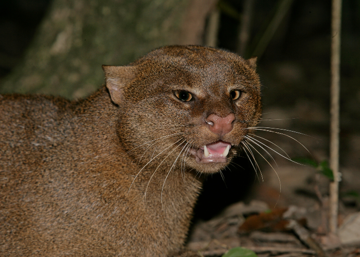 Matan a un jaguarundi tras confundirlo con “ser maligno”