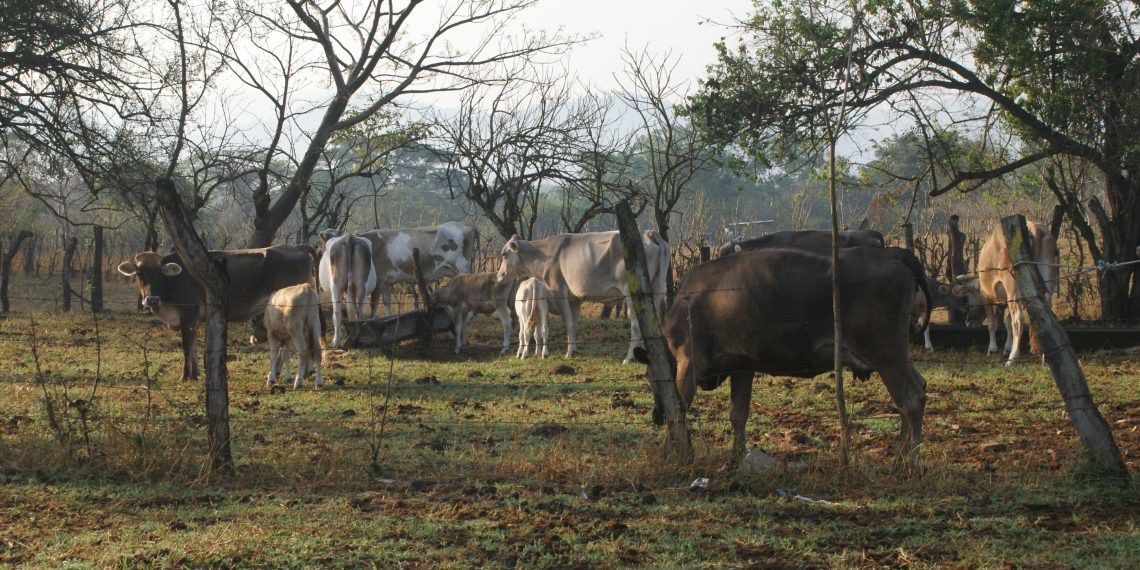 Riesgo sanitario por aretes fraudulentos