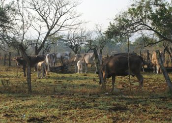 Riesgo sanitario por aretes fraudulentos