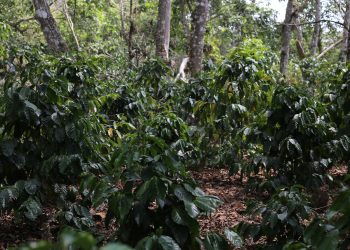 Cafeticultores mezclan equidad y biodiversidad