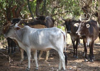 Aumentan casos de gusano barrenador