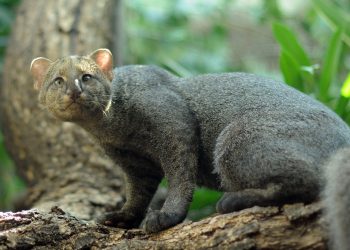 Matan a jaguarundi tras confundirlo con Nahual 