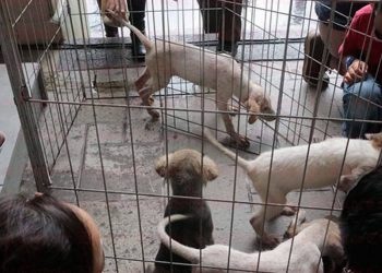 Animales domésticos como terapia antiestrés 