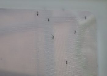 Chiapas concentra el 90% de casos por paludismo 