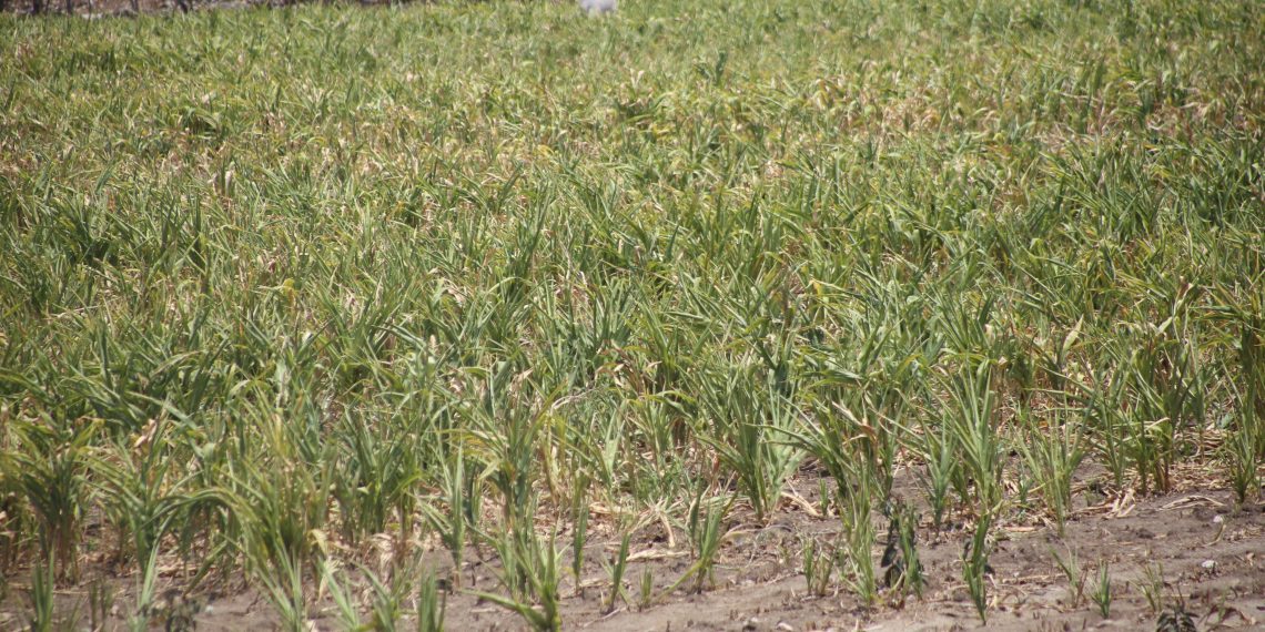 Semillas de maíz defectuosas dañan la economía del campo