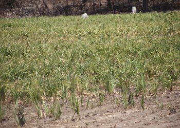 Semillas de maíz defectuosas dañan la economía del campo