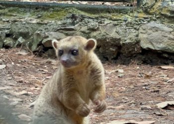 Kinkajú, el mamífero más tierno de la selva mexicana