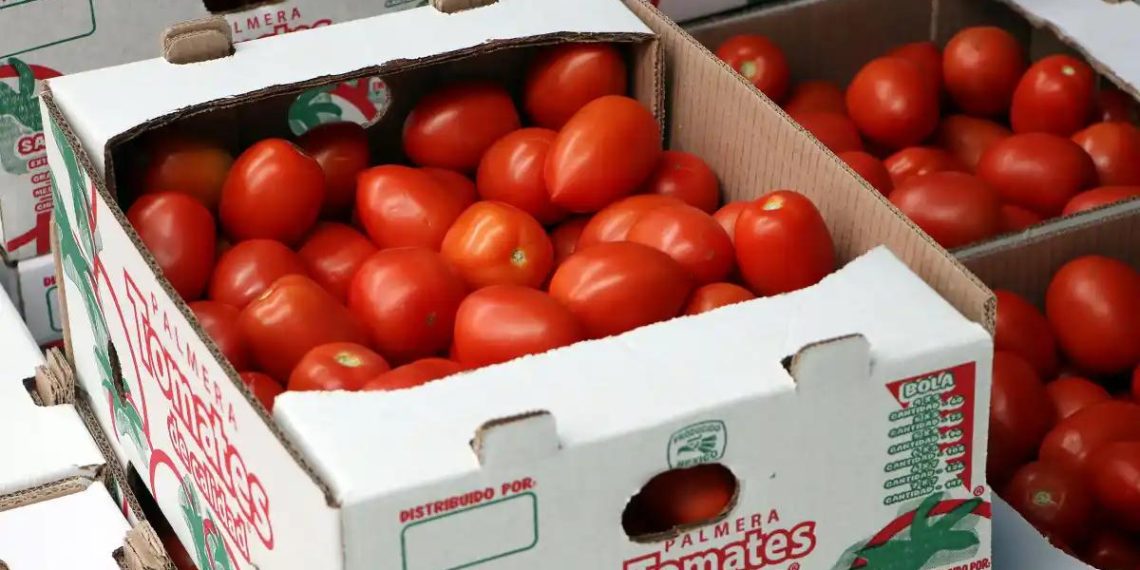Difícilmente los EE. UU. sustituirían jitomate mexicano 