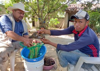 Chiapas tercer lugar a nivel nacional en producir miel