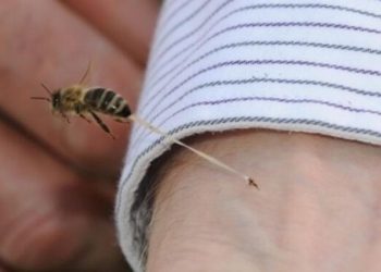 Comportamiento de las abejas previo a monzones