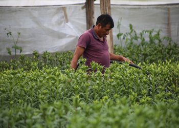 Llevan ciencia e innovación a los campos chiapanecos