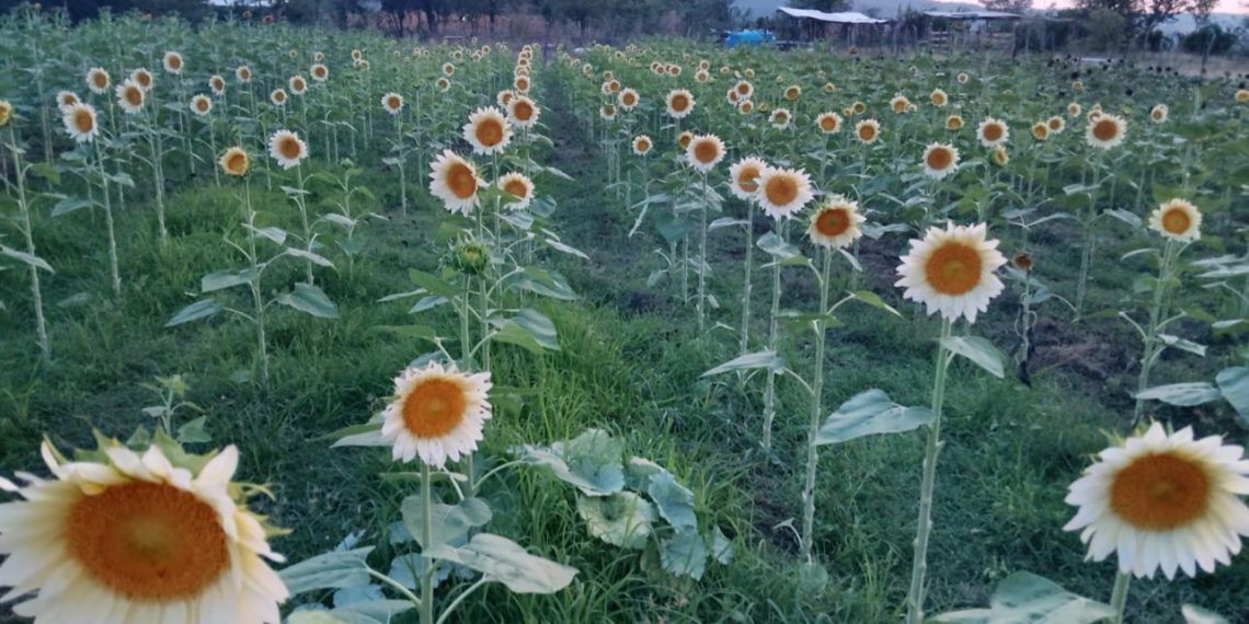 Girasoles blancos: un regalo especial para mamá