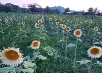 Girasoles blancos: un regalo especial para mamá