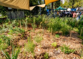 Jardines Miyawaki en Tuxtla: Iniciativa verde para el futuro