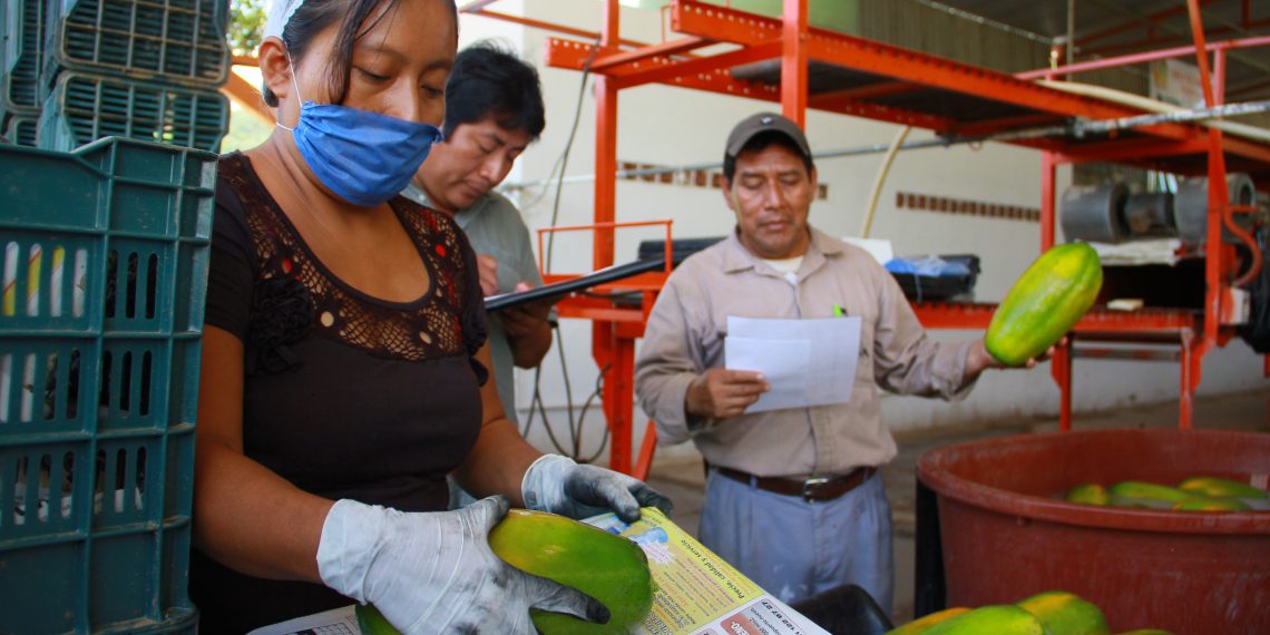Chiapas, tercer lugar nacional en producción de papaya
