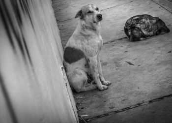 Abandono de perros en parques públicos de Tuxtla Gutiérrez