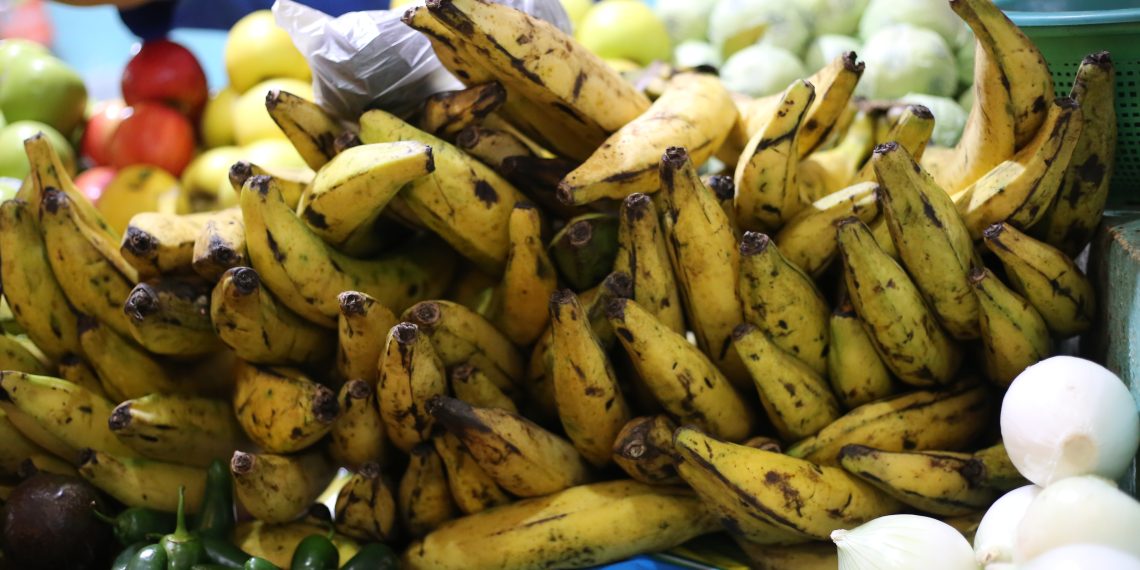 Soconusco enfrenta plagas por plátano de contrabando