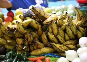 Soconusco enfrenta plagas por plátano de contrabando