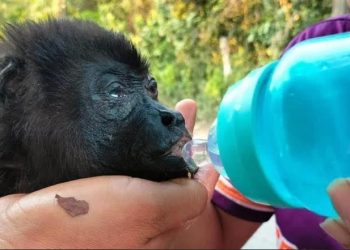 Protegen a primates ante la ola de calor
