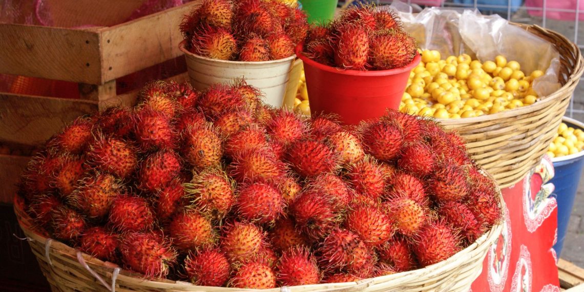 Abandono institucional a productores de rambután