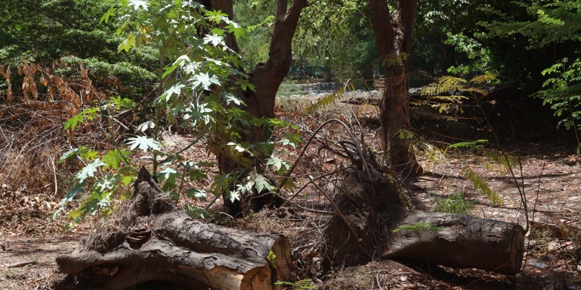 Por explotación forestal, cierran 13 aserraderos en Altamirano