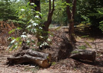 Por explotación forestal, cierran 13 aserraderos en Altamirano