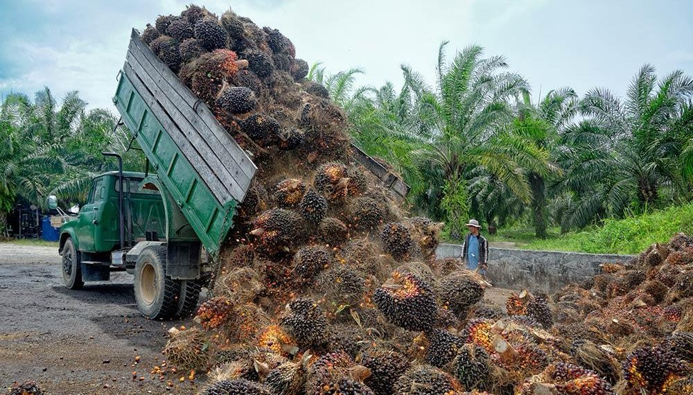 Producción de aceite de palma disminuye por contaminación