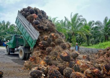 Producción de aceite de palma disminuye por contaminación