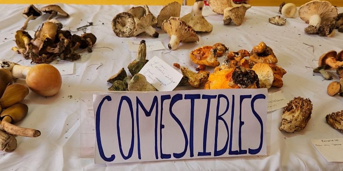 Hongos en temporada de lluvias: tradición y riesgo 