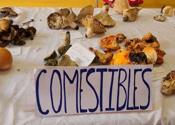 Hongos en temporada de lluvias: tradición y riesgo 