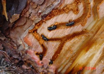 Plaga de insectos amenaza a reserva del Volcán Tacaná