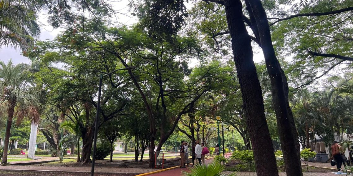 Celebran Día Internacional del Árbol con reforestación 