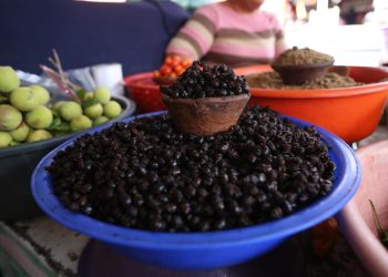 Decae recolecta de nucú por la expansión urbana 