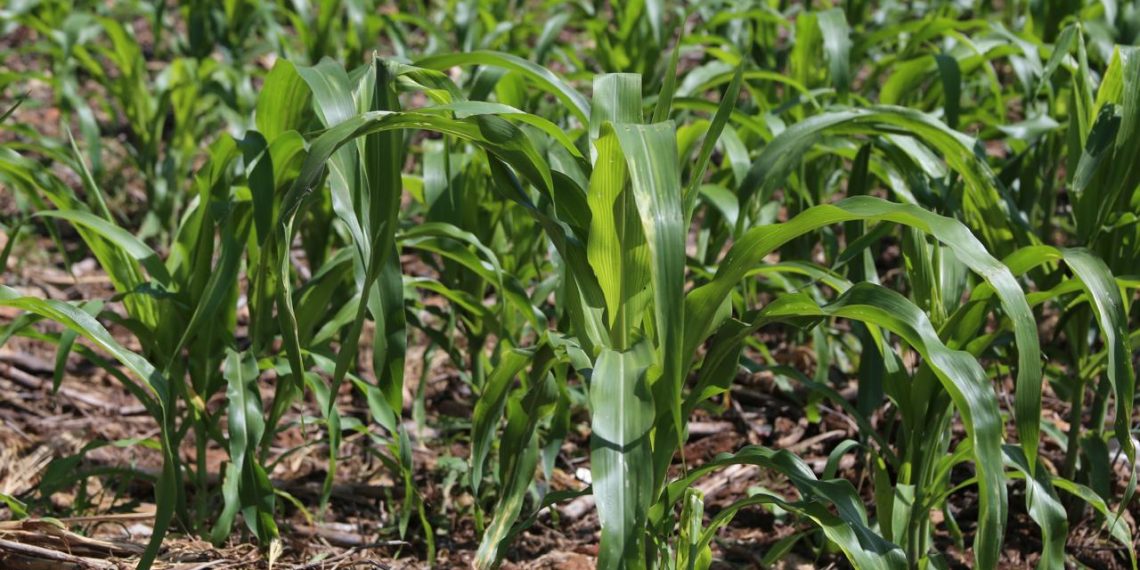 Bacterias de maíz, prometen reducir el uso de fertilizantes