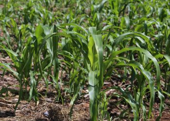 Bacterias de maíz, prometen reducir el uso de fertilizantes
