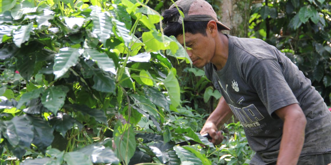 Sin créditos, peligra la producción cafetalera
