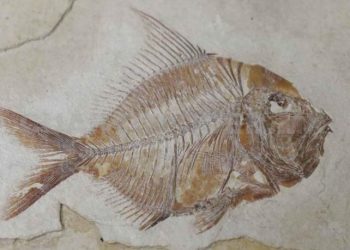 Hallan fósiles marinos en un cerro de San Cristóbal