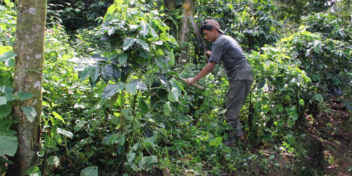 Café chiapaneco clama por un plan de rescate urgente