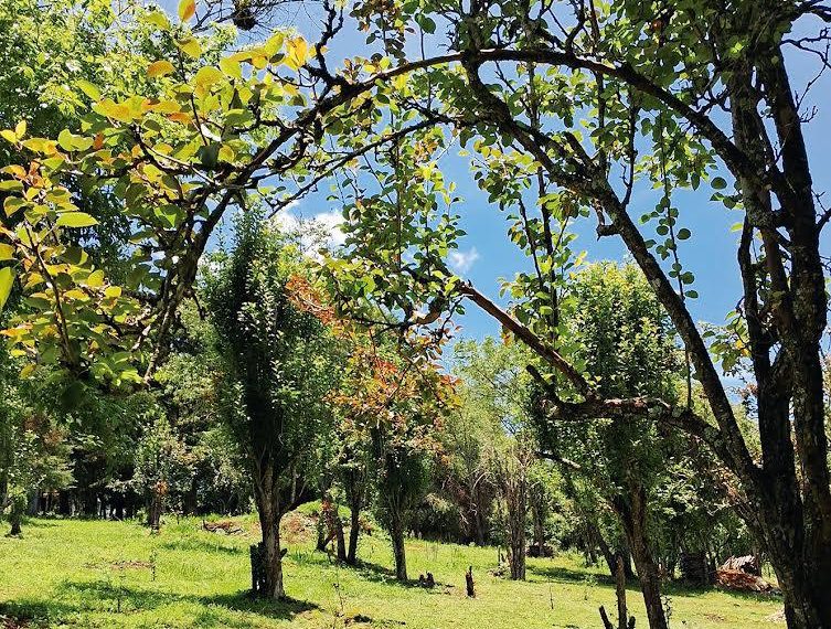 Reflexión en el jardín de peras