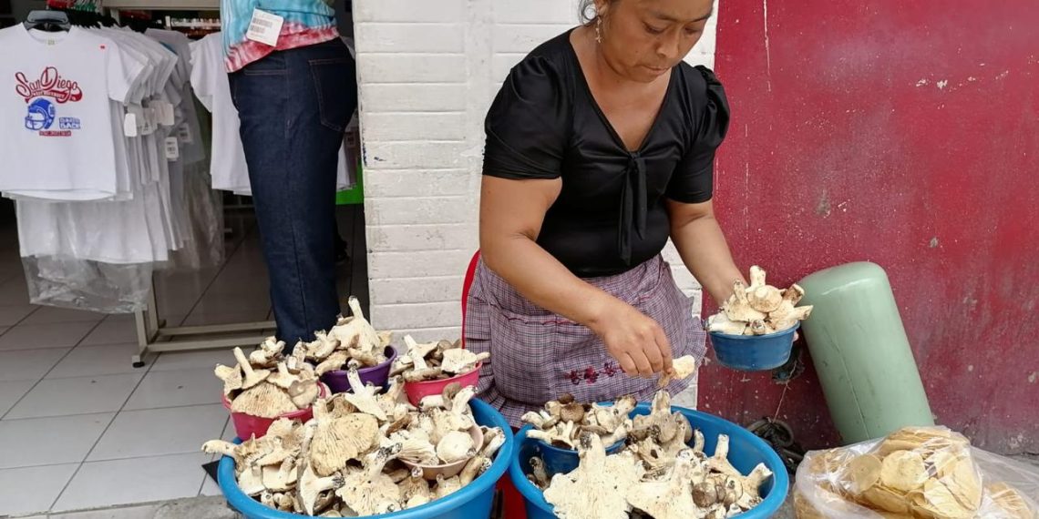 Tradición en peligro de la recolección de hongos