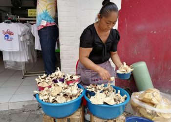 Tradición en peligro de la recolección de hongos 