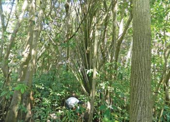 Los manglares son desplazados por cultivo de palma de aceite 