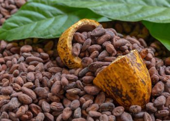 Chiapas y el Soconusco: cuna del cacao mexicano