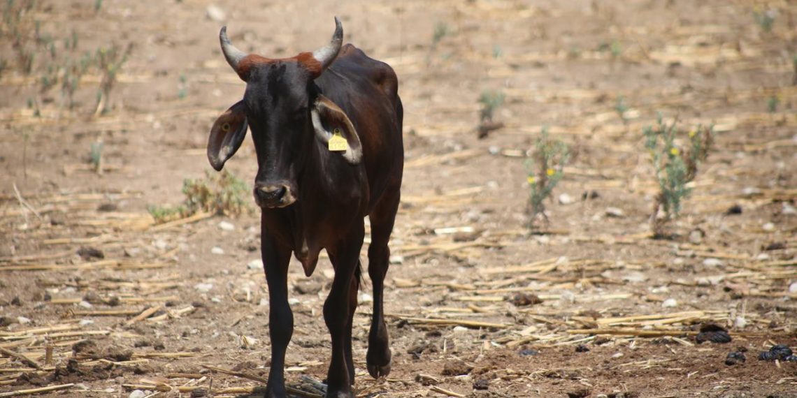 Roban 10 mil aretes para identificación de ganado