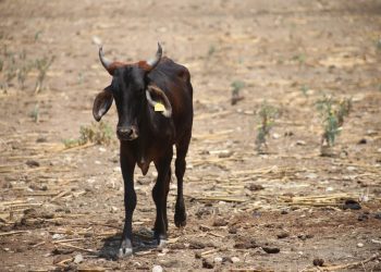 Roban 10 mil aretes para identificación de ganado