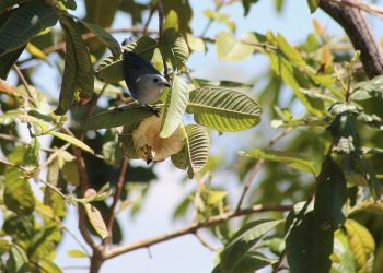 La ciudad de las aves: Tuxtla se prepara para certificación